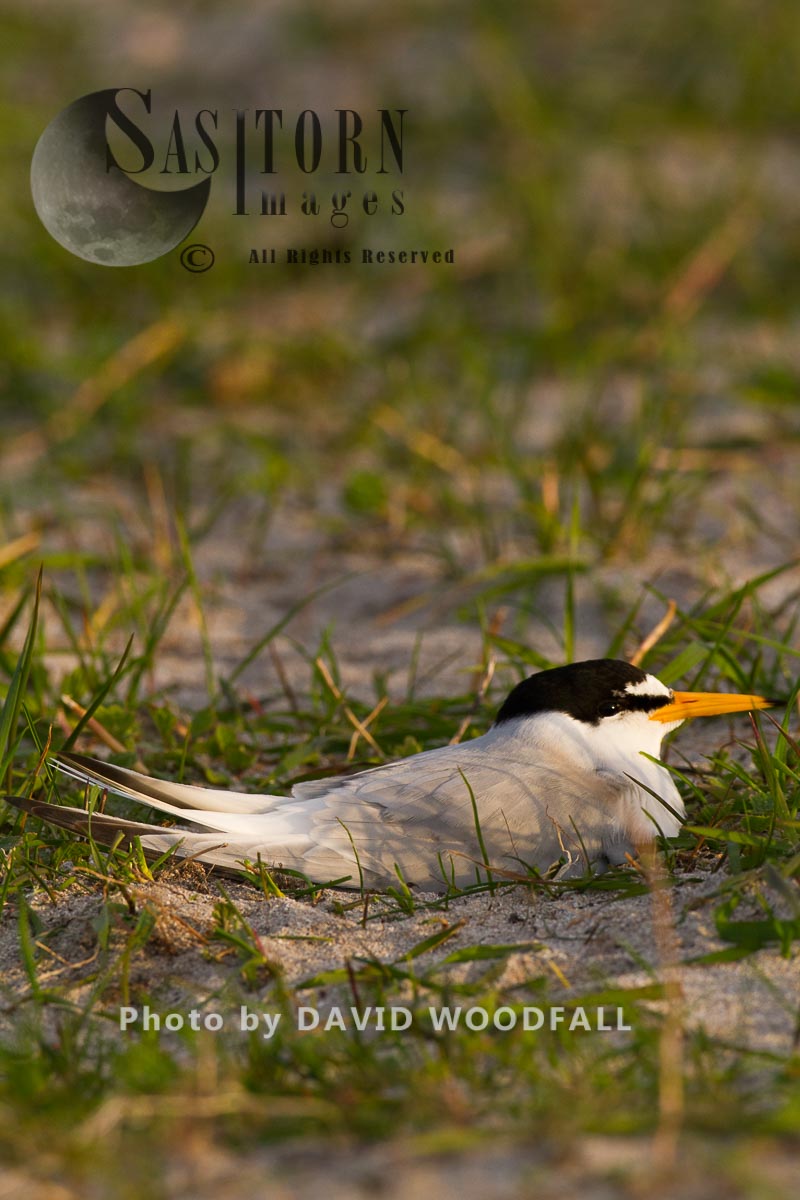 Little Tern (Sterna albifrons) brooding (sitting on eggs), on cultivated machair, Berneray, North Uist