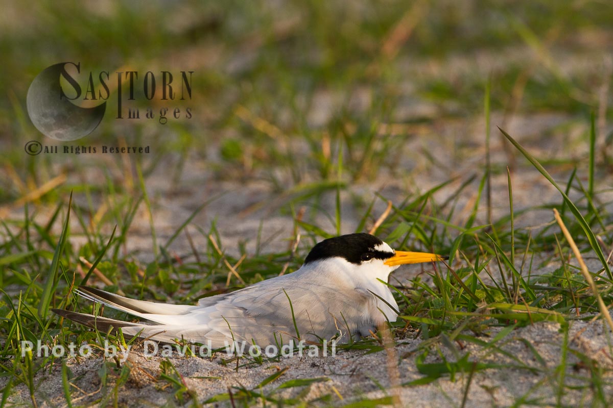 Little Tern (Sterna albifrons) brooding (sitting on eggs), on cultivated machair, Berneray, North Uist