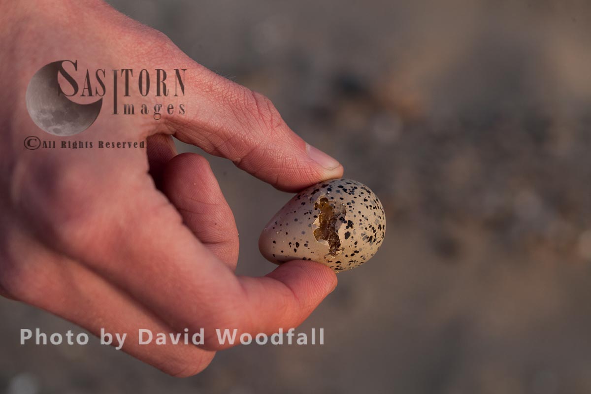 Damaged Little Tern (Sterna albifrons) egg from natural causes -sitting bird, held by warden. Berneray, North Uist
