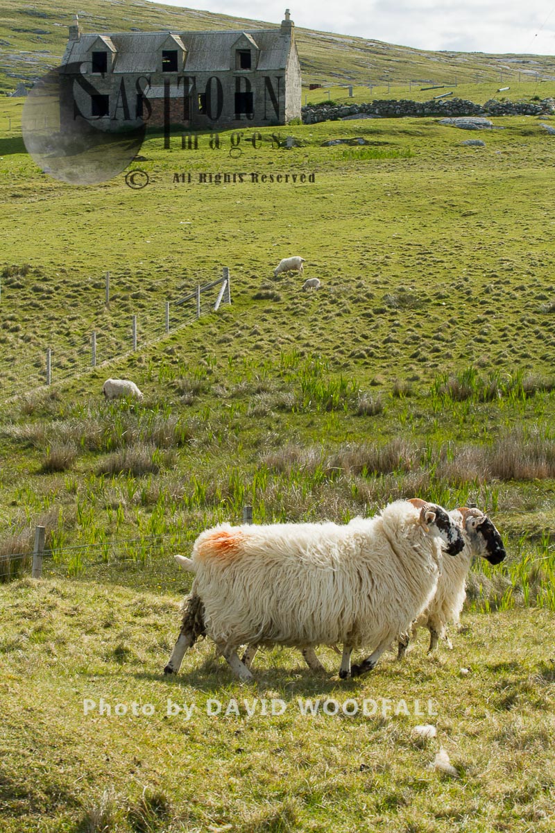 Cross breed sheep and abandoned croft on Machair , decline of traditional agriculture. Berneray, North Uist