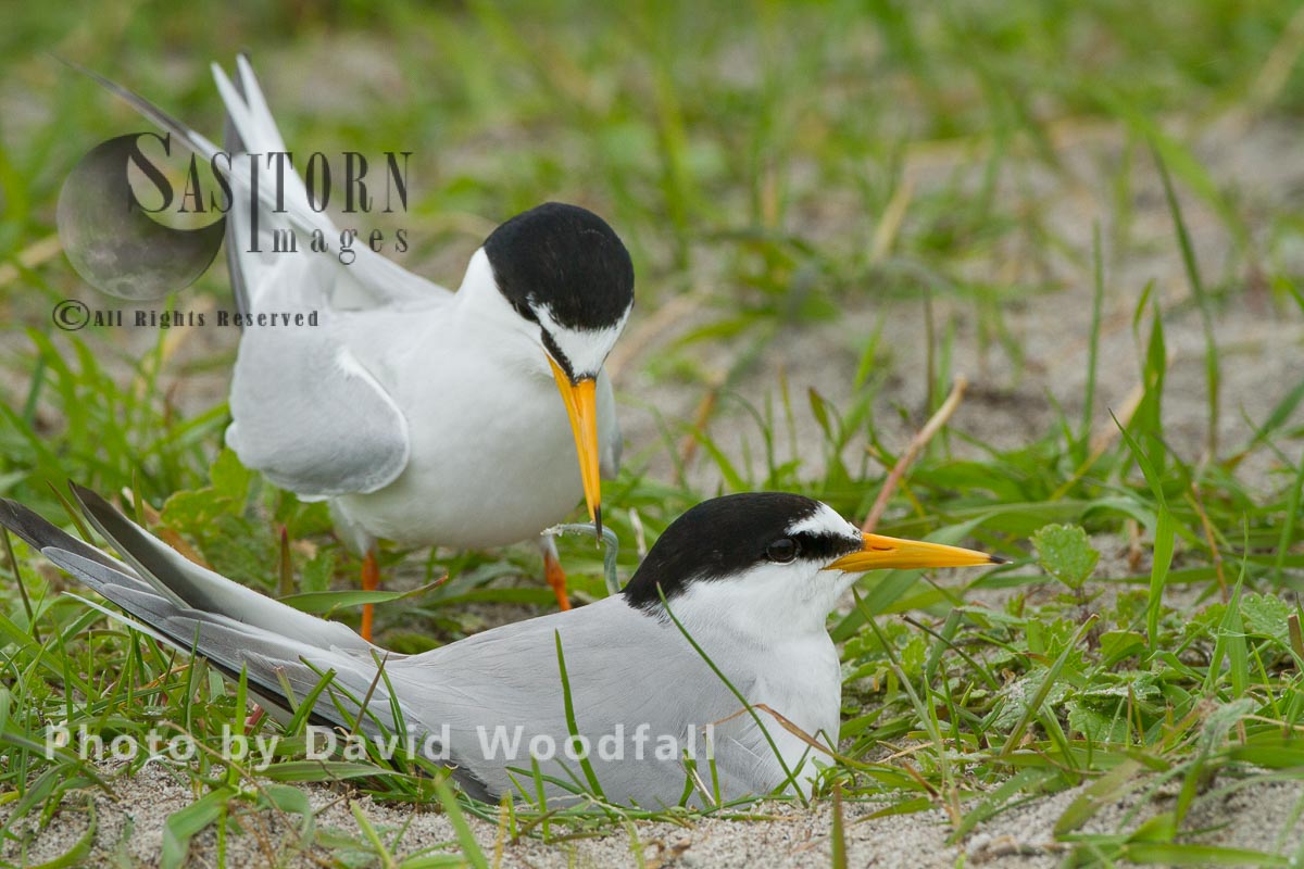 Little Terns (Sterna albifrons) male with sand eel for chick, female brooding (sitting on chick and eggs), on cultivated machair, Berneray, North Uist