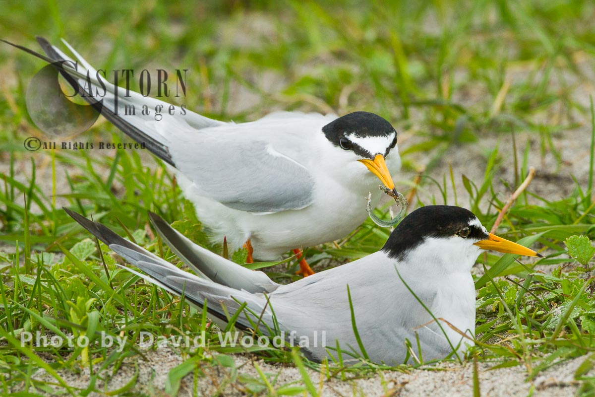 Little Terns (Sterna albifrons) male with sand eel for chick, female brooding (sitting on chick and eggs), on cultivated machair, Berneray, North Uist