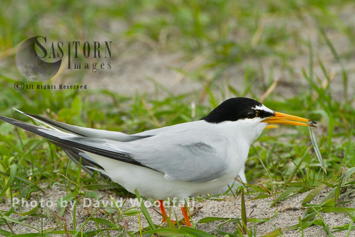 Little Tern (Sterna albifrons) male with sand eel, on shell rich sands Machir, Berneray, North Uist