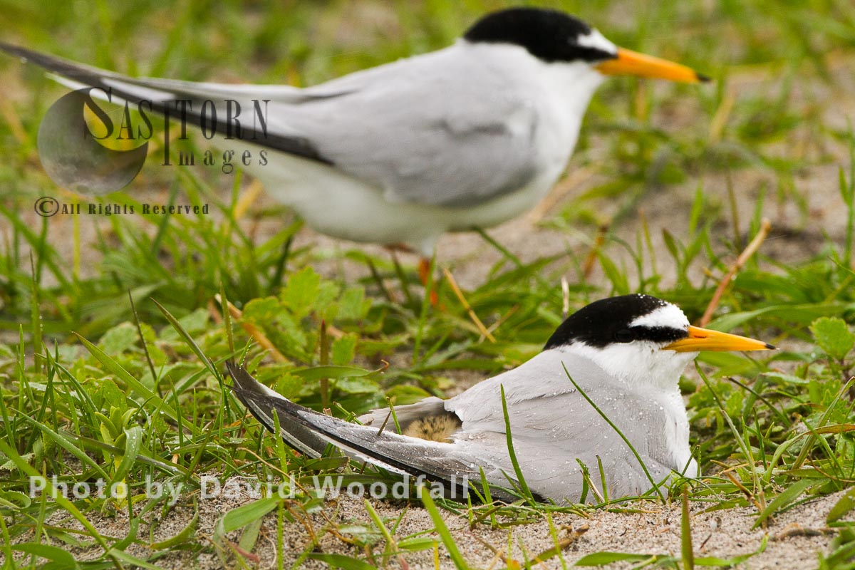 Little Terns (Sterna albifrons) at nest with chick, male with female brooding, Berneray, North Uist, Outer Hebrides