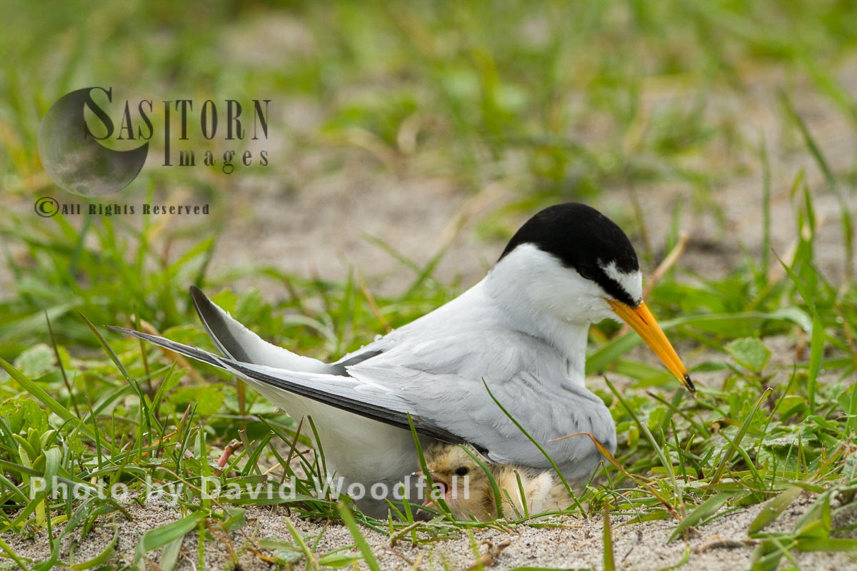 Little Terns (Sterna albifrons) female brooding at nest with chick, on shell rich sands Machair,  Berneray, North Uist, Outer Hebrides, Scotland