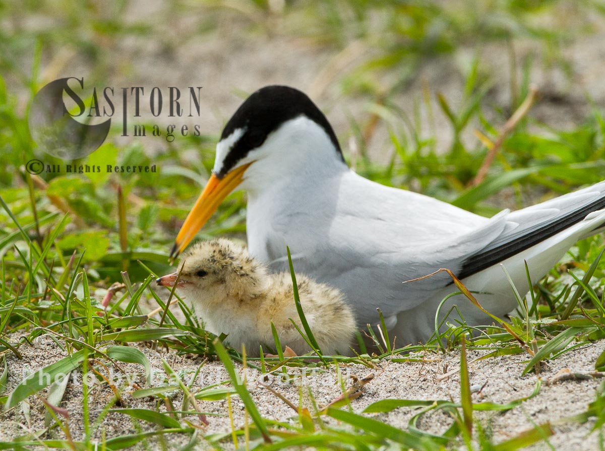 Little Terns (Sterna albifrons) female brooding at nest with chick, on shell rich sands Machair,  Berneray, North Uist, Outer Hebrides, Scotland