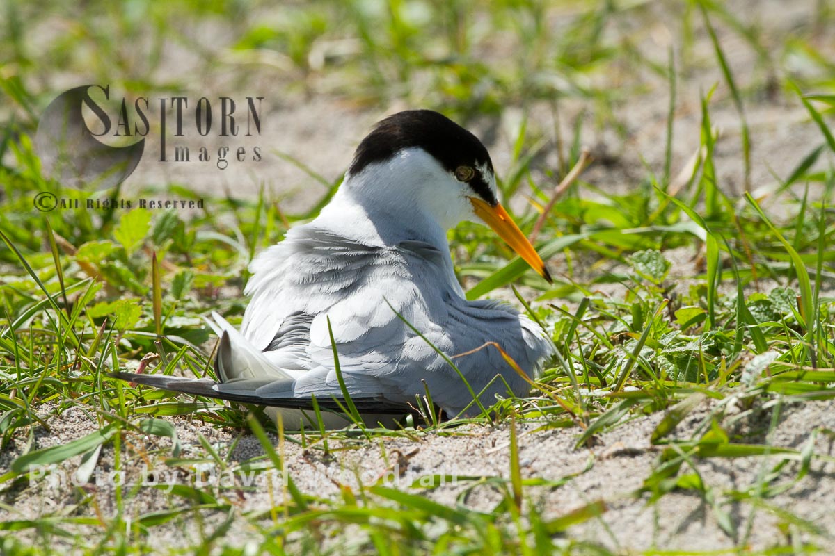 Little Tern (Sterna albifrons) female brooding at nest, on shell rich sands Machair,  Berneray, North Uist