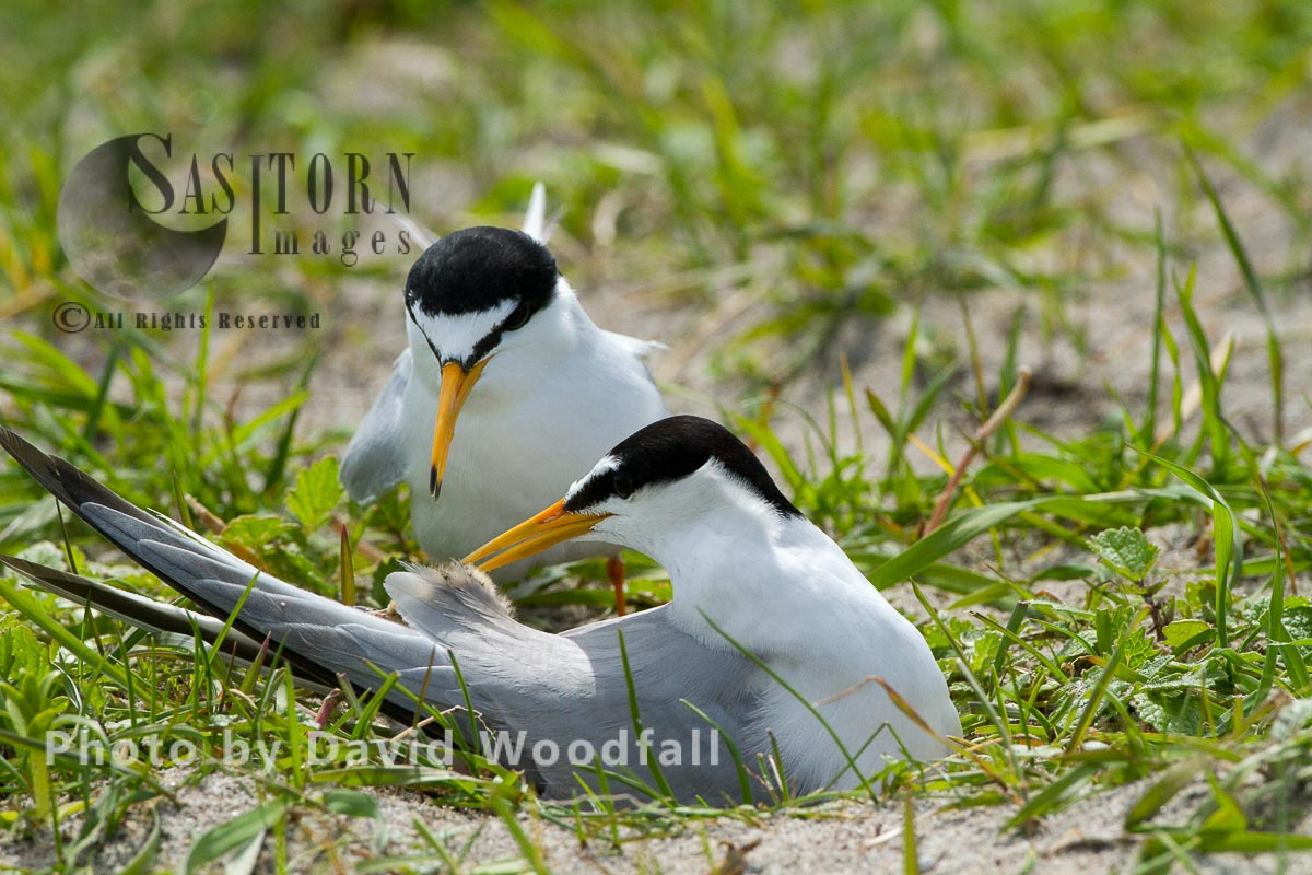 Little Terns (Sterna albifrons) male with fish for chick, female brooding (sitting on chick and eggs), on cultivated machair, Berneray, North Uist