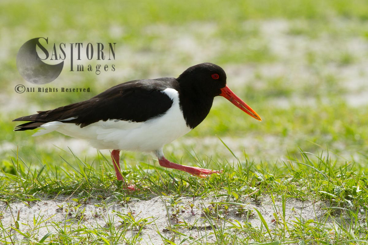 Oystercatcher (Haematopus ostralegus) on the strips of cultivated Machair, Berneray, North Uist