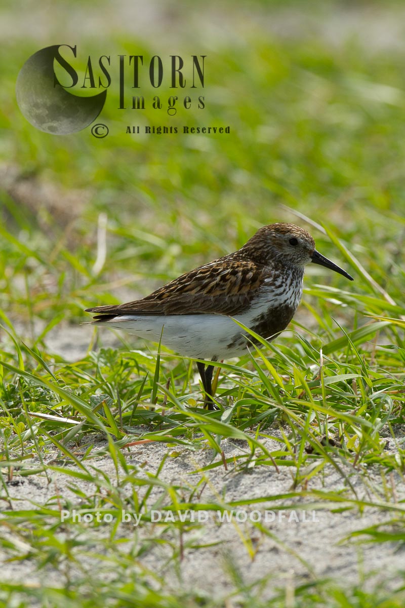Breeding plummage Dunlin (Calidris alpina) in Black Oat cultivated strip on Machair, Berneray, North Uist, Outer Hebrides