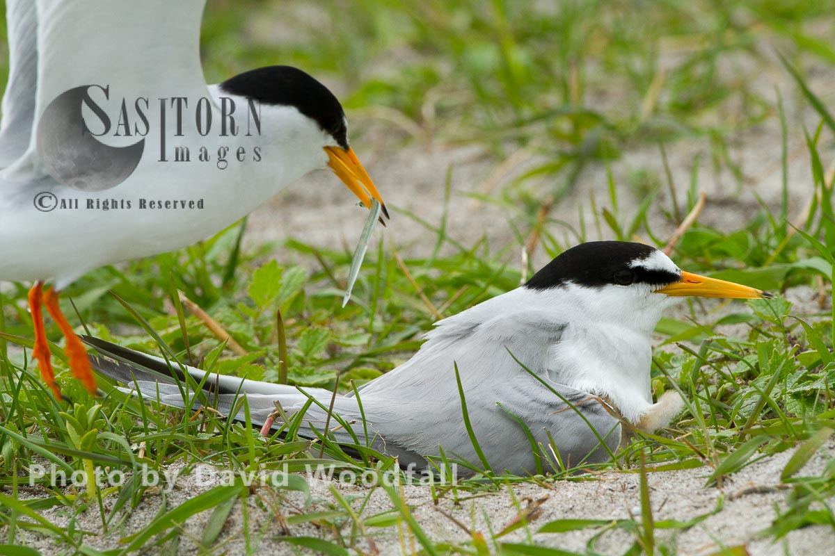 Little Terns (Sterna albifrons) male with sea eel for chick, female brooding (sitting on chick and eggs), on cultivated machair, Berneray, North Uist