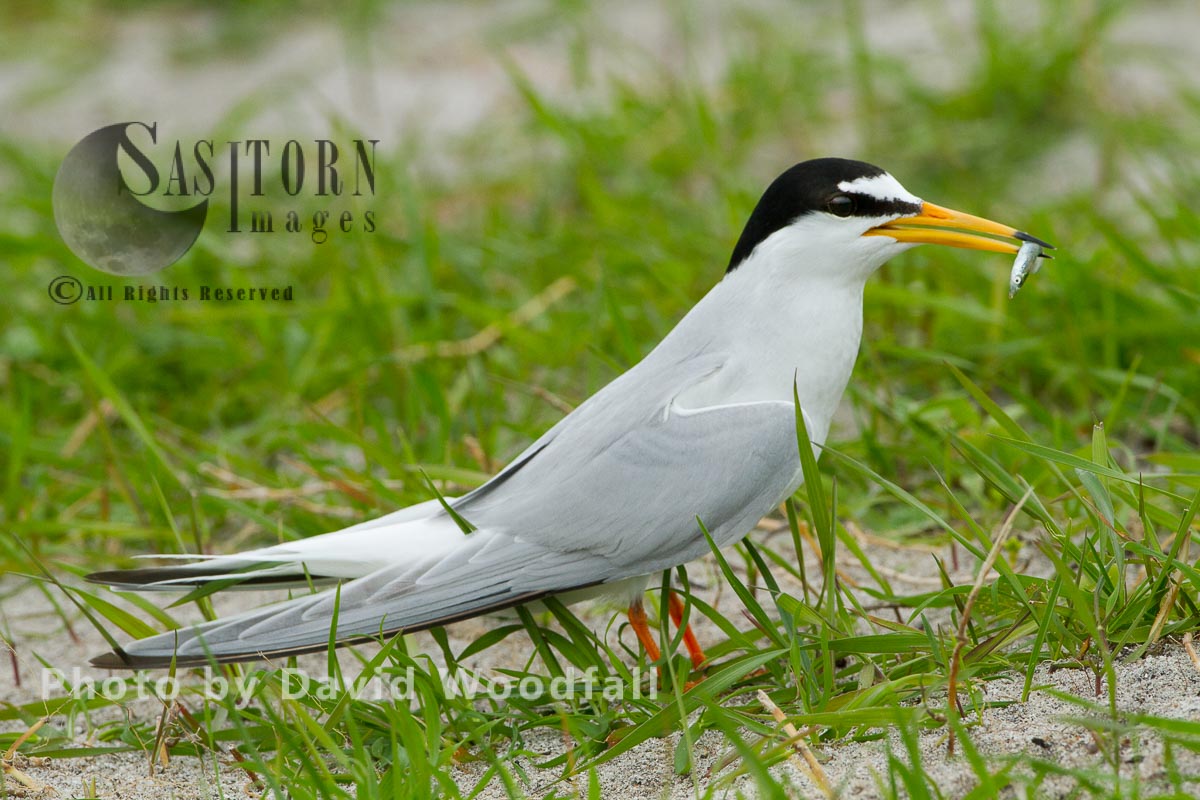 Little Tern (Sterna albifrons) with sand eel, on shell rich sands Machair, Berneray, North Uist, Outer Hebrides, Scotland