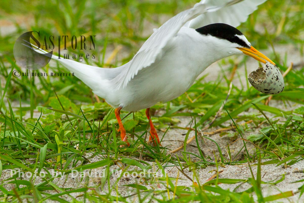 Little Tern (Sterna albifrons) taking off with newly hatched egg shell away from nest to draw attention away from nest from predators, Berneray, North Uist, Outer Hebrides