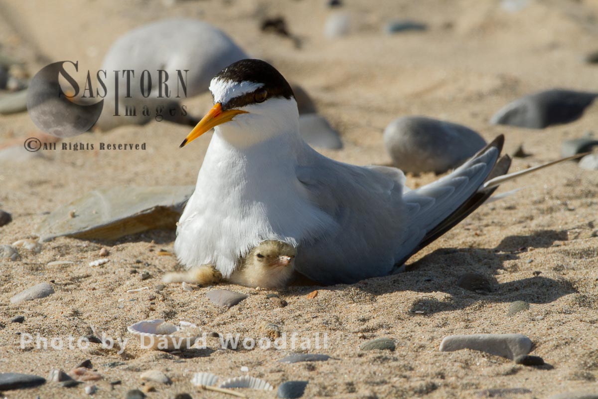 Little Terns (Sterna albifrons) female with newly hatched chick, Berneray, North Uist, Outer Hebrides, Scotland. 