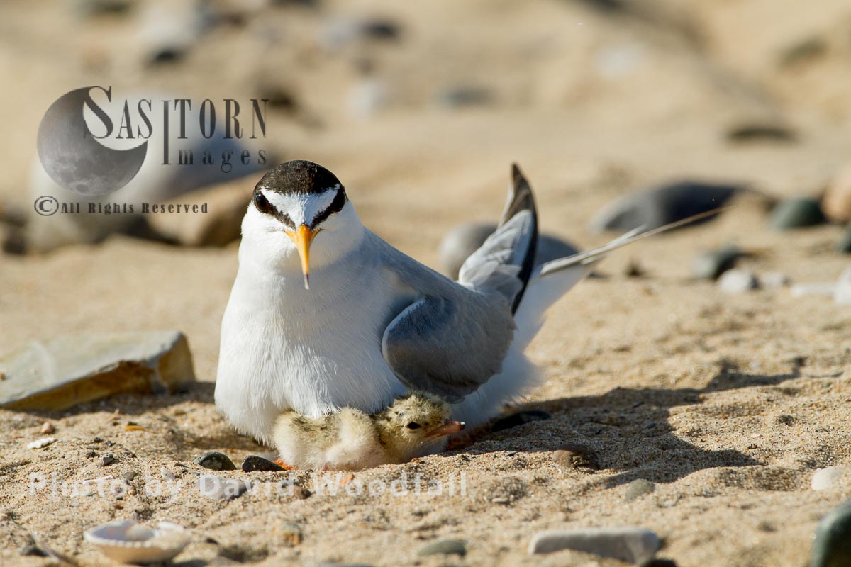 Little Terns (Sterna albifrons) female with newly hatched chick, Berneray, North Uist, Outer Hebrides, Scotland.