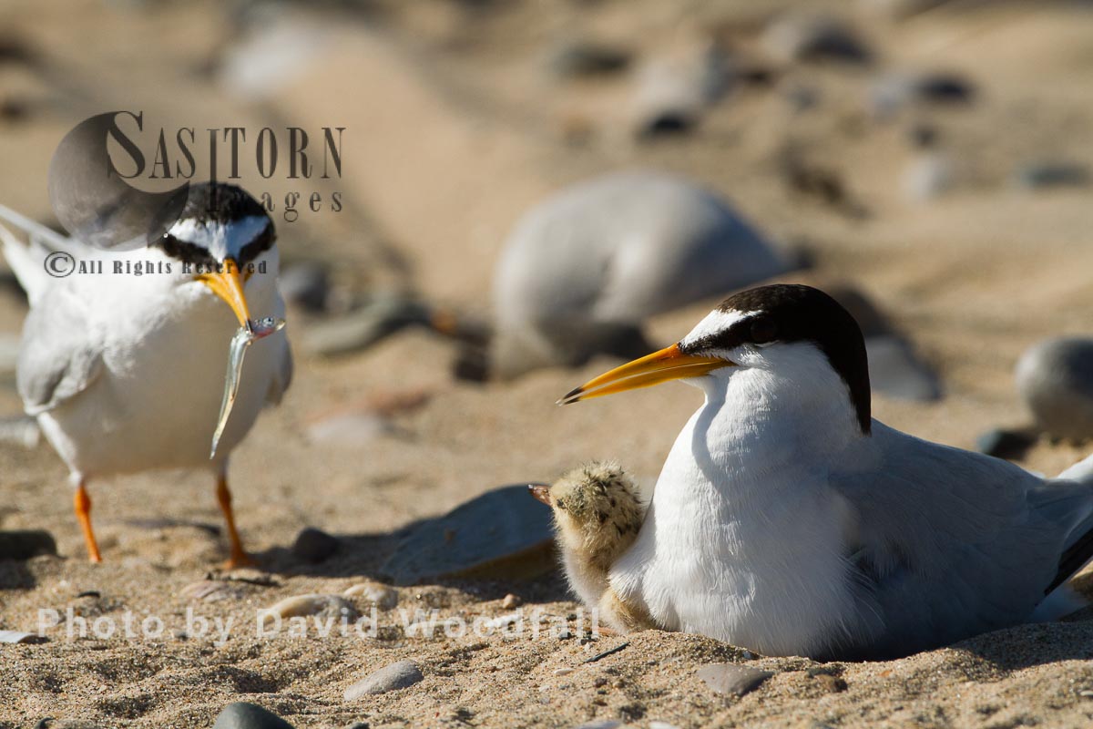 Little Terns (Sterna albifrons) male with sand eel for their newly hatched chick, female brooding,  Berneray, North Uist, Outer Hebrides, Scotland