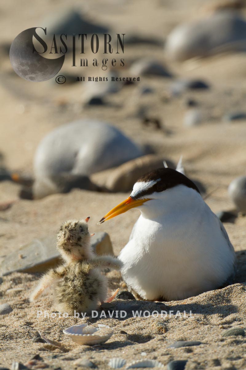 Little Terns (Sterna albifrons) female with hungry newly hatched chick, Berneray, North Uist, Outer Hebrides, Scotland.