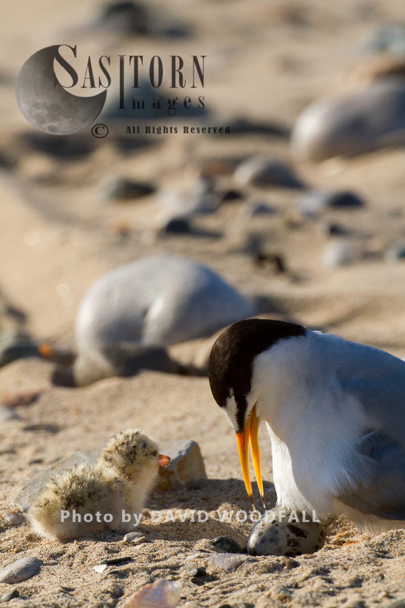 Little Terns (Sterna albifrons) female brooding newly hatched chick, Berneray, North Uist, Outer Hebrides, Scotland.