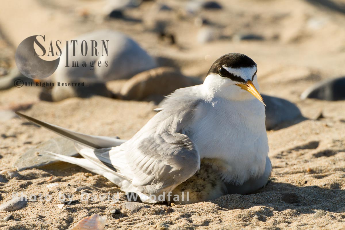 Little Terns (Sterna albifrons) female brooding newly hatched chick, Berneray, North Uist, Outer Hebrides, Scotland. 