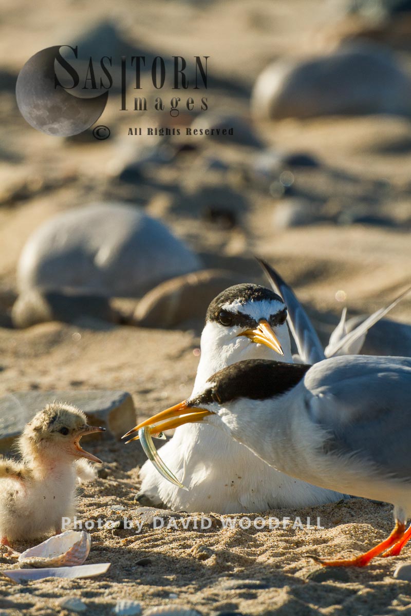 Little Terns (Sterna albifrons) male with sand eel for their newly hatched chick, female brooding,  Berneray, North Uist, Outer Hebrides, Scotland