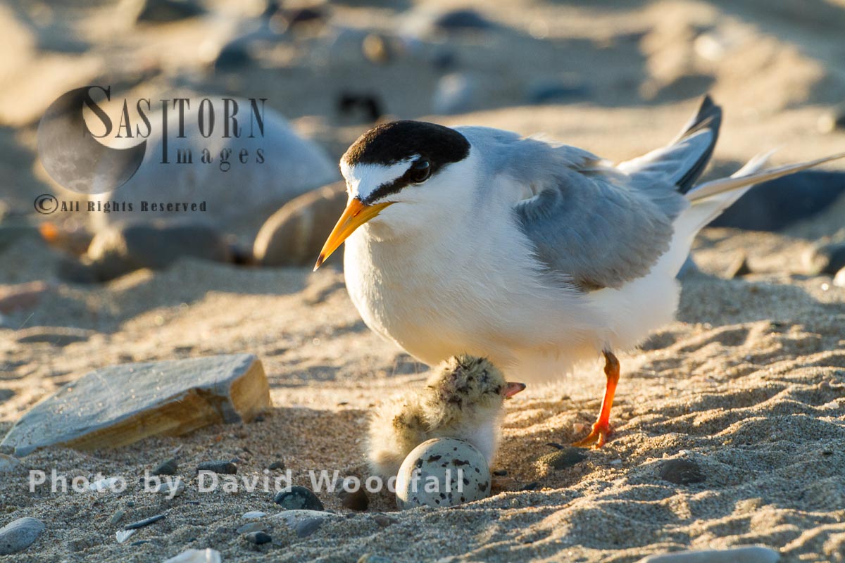 Little Terns (Sterna albifrons) female at nest with newly hatched chick, Berneray, North Uist, Outer Hebrides, Scotland.