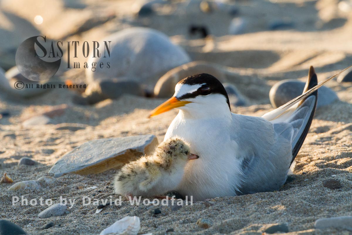 Little Terns (Sterna albifrons) female brooding with newly hatched chick, Berneray, North Uist, Outer Hebrides, Scotland. 
