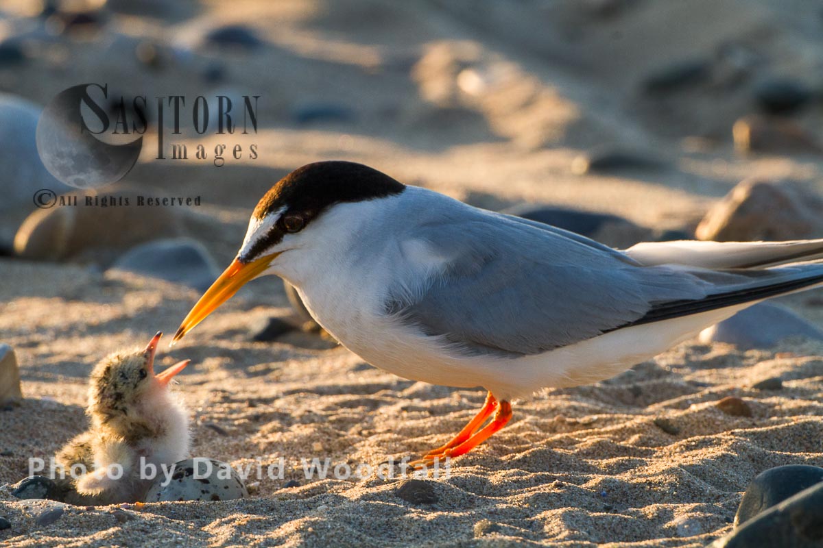 Little Terns (Sterna albifrons) female with hungry newly hatched chick, Berneray, North Uist, Outer Hebrides, Scotland. 