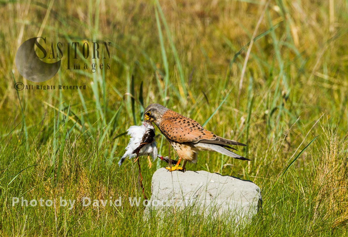 Male Kestral (Falco tinnunculus) with its prey, Ringed Plover, Berneray, North Uist, Outer Hebrides, Scotland