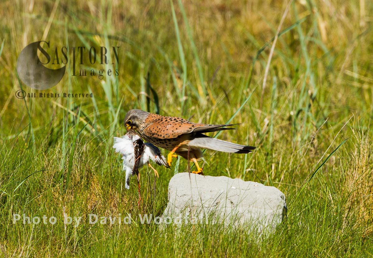 Male Kestral (Falco tinnunculus) with its prey, Ringed Plover, Berneray, North Uist, Outer Hebrides, Scotland