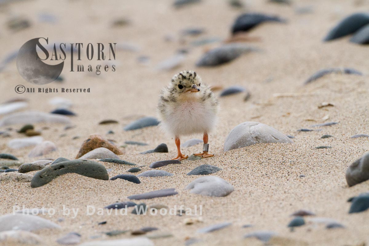 Little Tern chick (Sterna albifrons) four days after hatching, waiting for parents to feed it with sand eels and small fish. Berneray, North Uist, Outer Hebrides