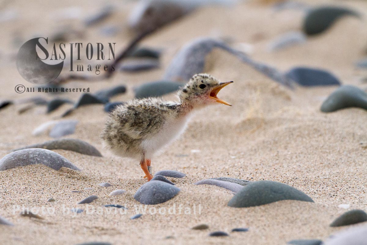Little Tern chick (Sterna albifrons) four days after hatching, calling for parents to feed, Berneray, North Uist, Outer Hebrides