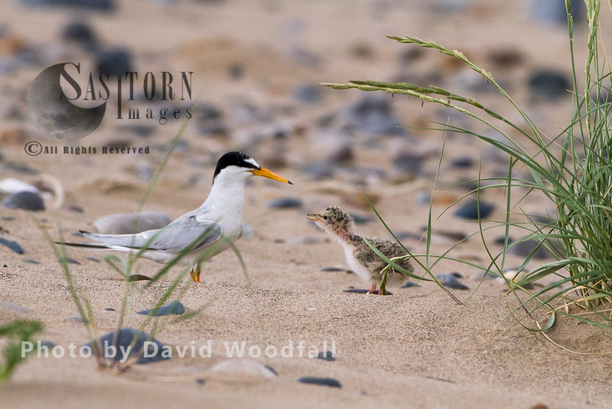 Emerging from Couch Grass (Agropyron repens) where little Tern chick (Sterna albifrons) sheltering from predators to greet mum, Berneray, North Uist, Outer Hebrides, Scotland