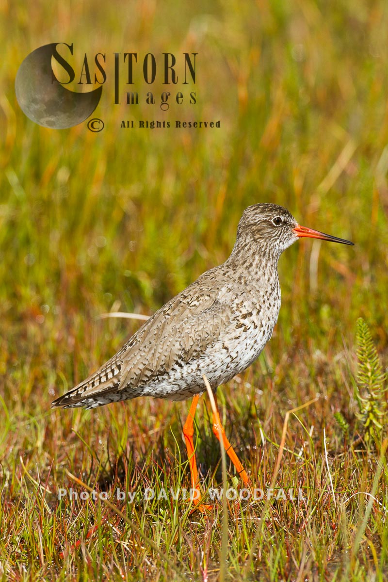 Redshank (Tringa totanus) in machair marsh, threatened wader, in croft mananaged traditional farmland, Berneray, North Uist, Outer Hebrides