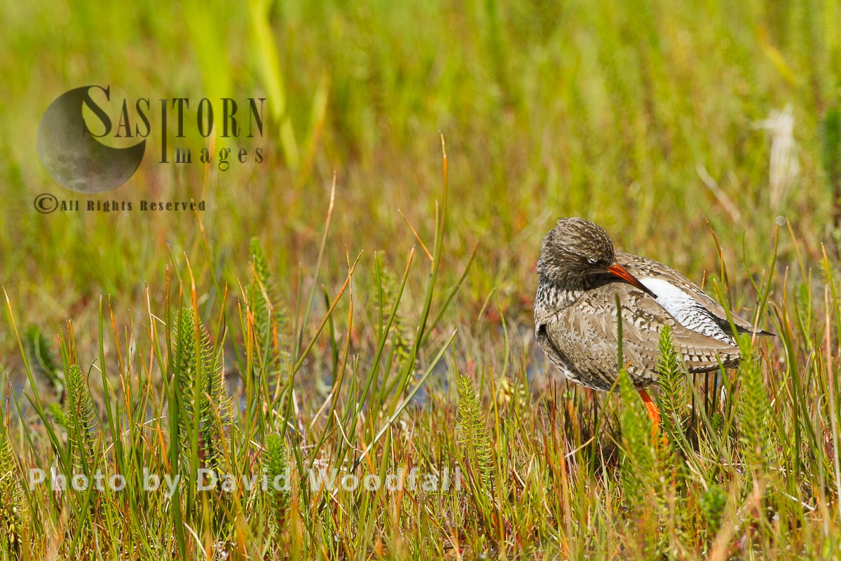 Redshank (Tringa totanus) in machair marsh, preening, Berneray, North Uist, Outer Hebrides