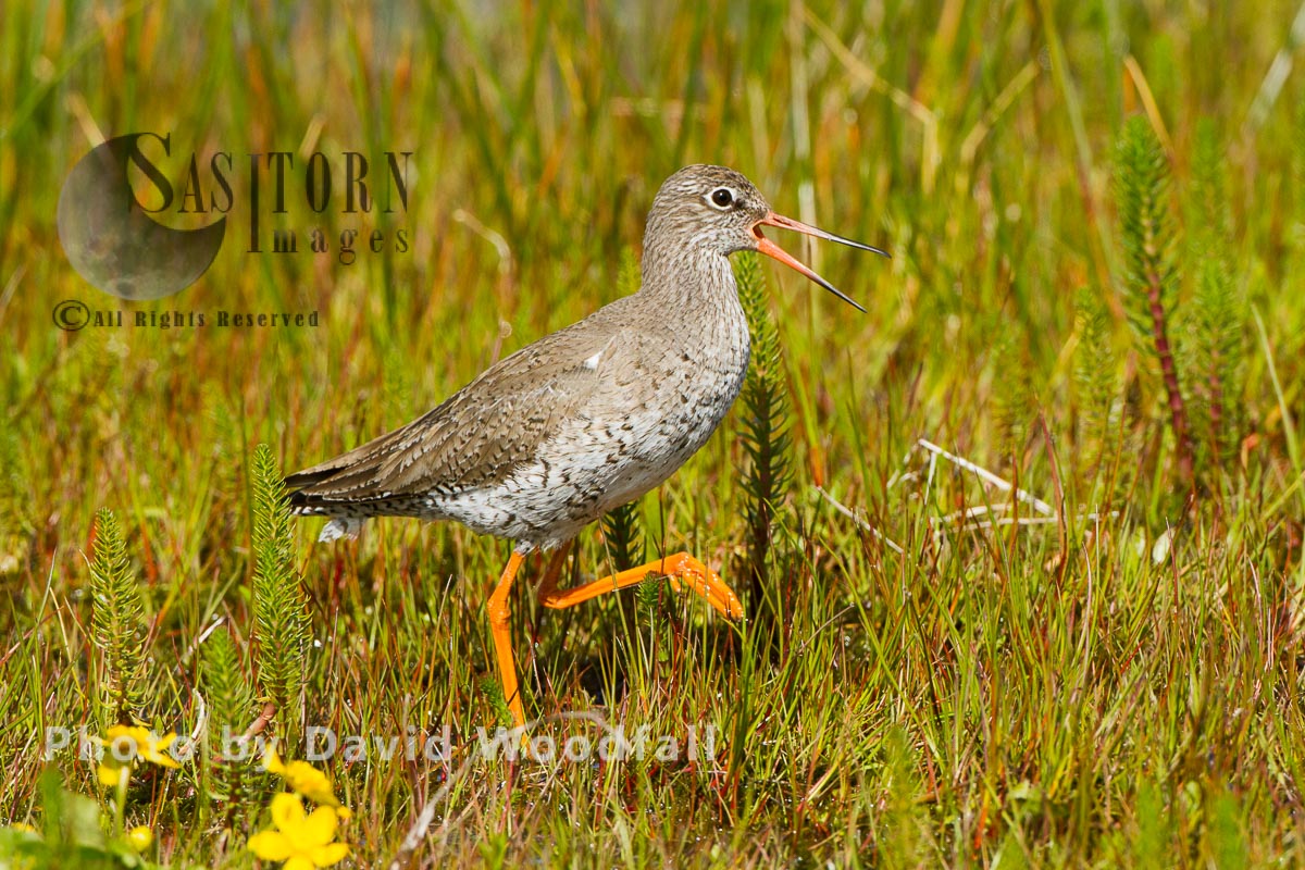 Redshank (Tringa totanus) in machair marsh calling, in croft mananaged traditional farmland, Berneray, North Uist, Outer Hebrides