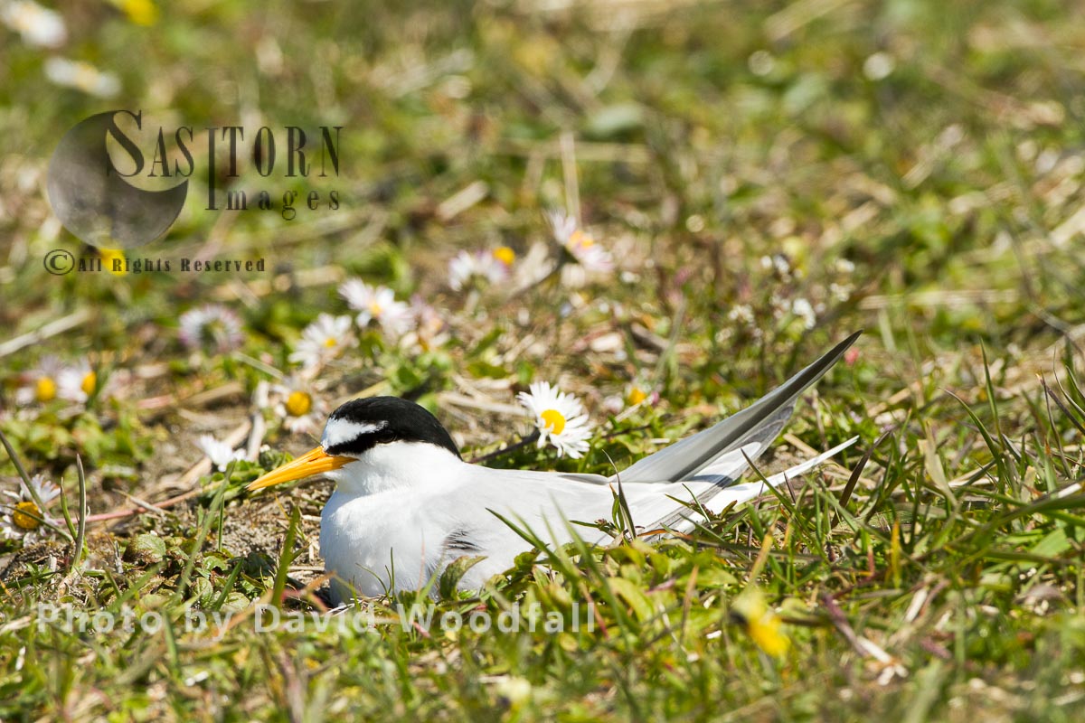 Little Tern (Sterna albifrons) female in nest brooding, amongst flowering machair plants, Berneray, North Uist, Outer Hebrides