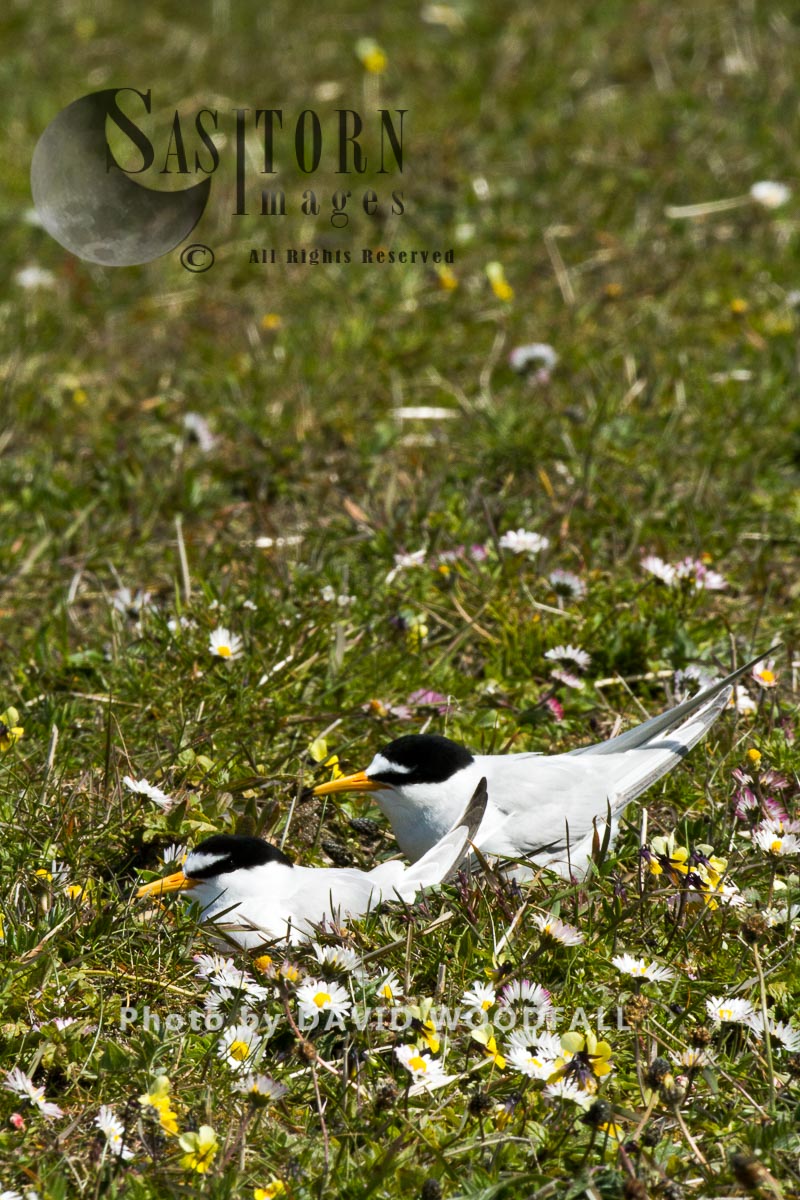 Little Terns (Sterna albifrons) male with female brooding, amongst flowering machair plants, Berneray, North Uist, Outer Hebrides