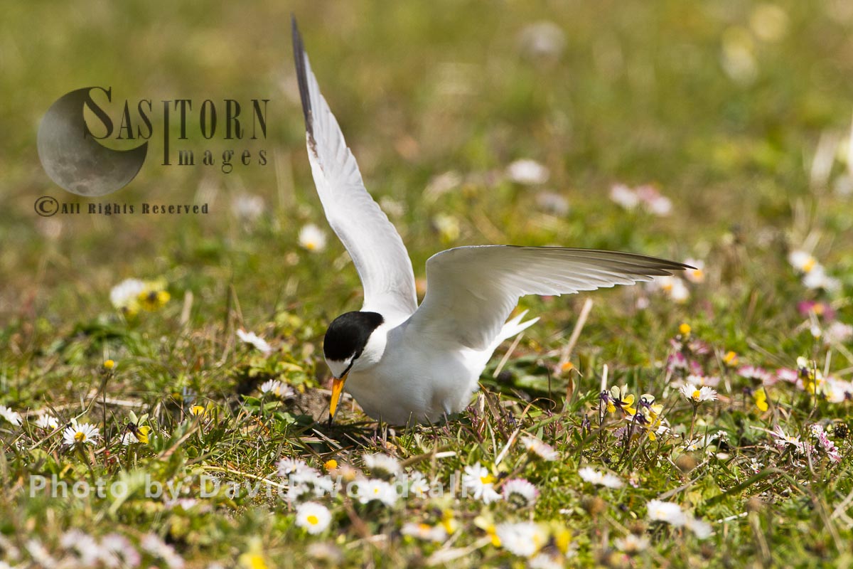 Little Tern (Sterna albifrons) female arriving at nest, amongst flowering machair plants, Berneray, North Uist, Outer Hebrides