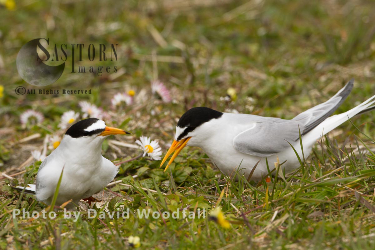Little Terns (Sterna albifrons) male with female brooding, amongst flowering machair plants, Berneray, North Uist, Outer Hebrides