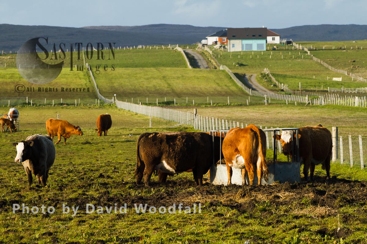 Mixed cattle at feed station on croft (background), Berneray, North Uist, Outer Hebrides