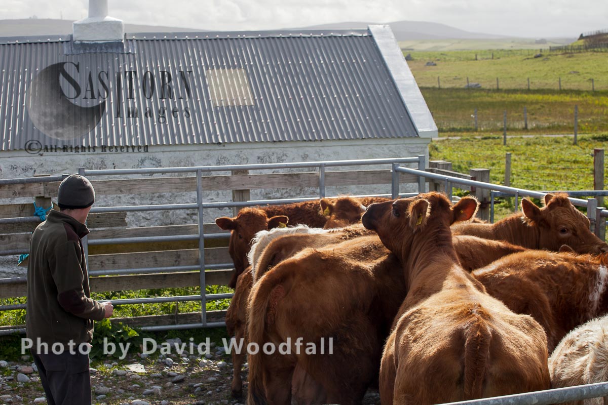 Crofter with cattle in pound prior to being tagged and dosed.  Part of the management of Balranald nature reserve. Berneray, North Uist, Outer Hebrides