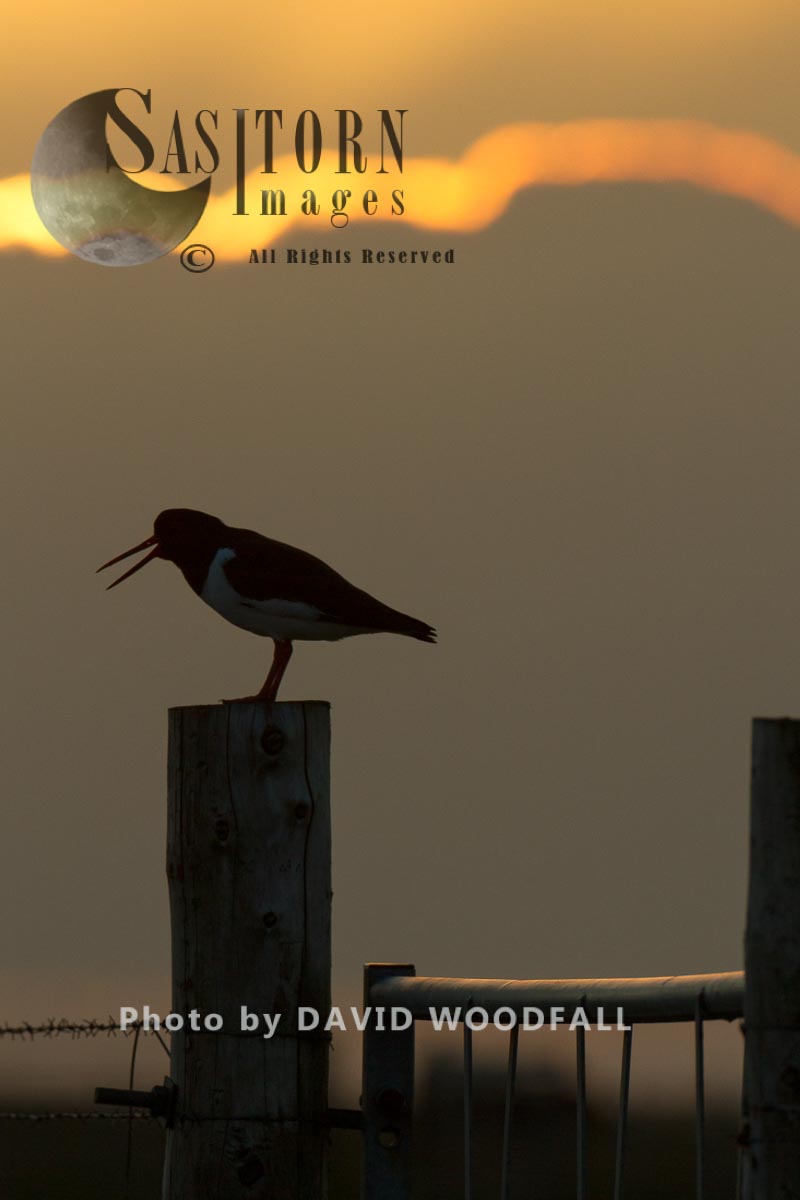 Oystercatcher (Haematopus ostralaegus) calling at sunset on gate post in Machir. Berneray, North Uist, Outer Hebrides