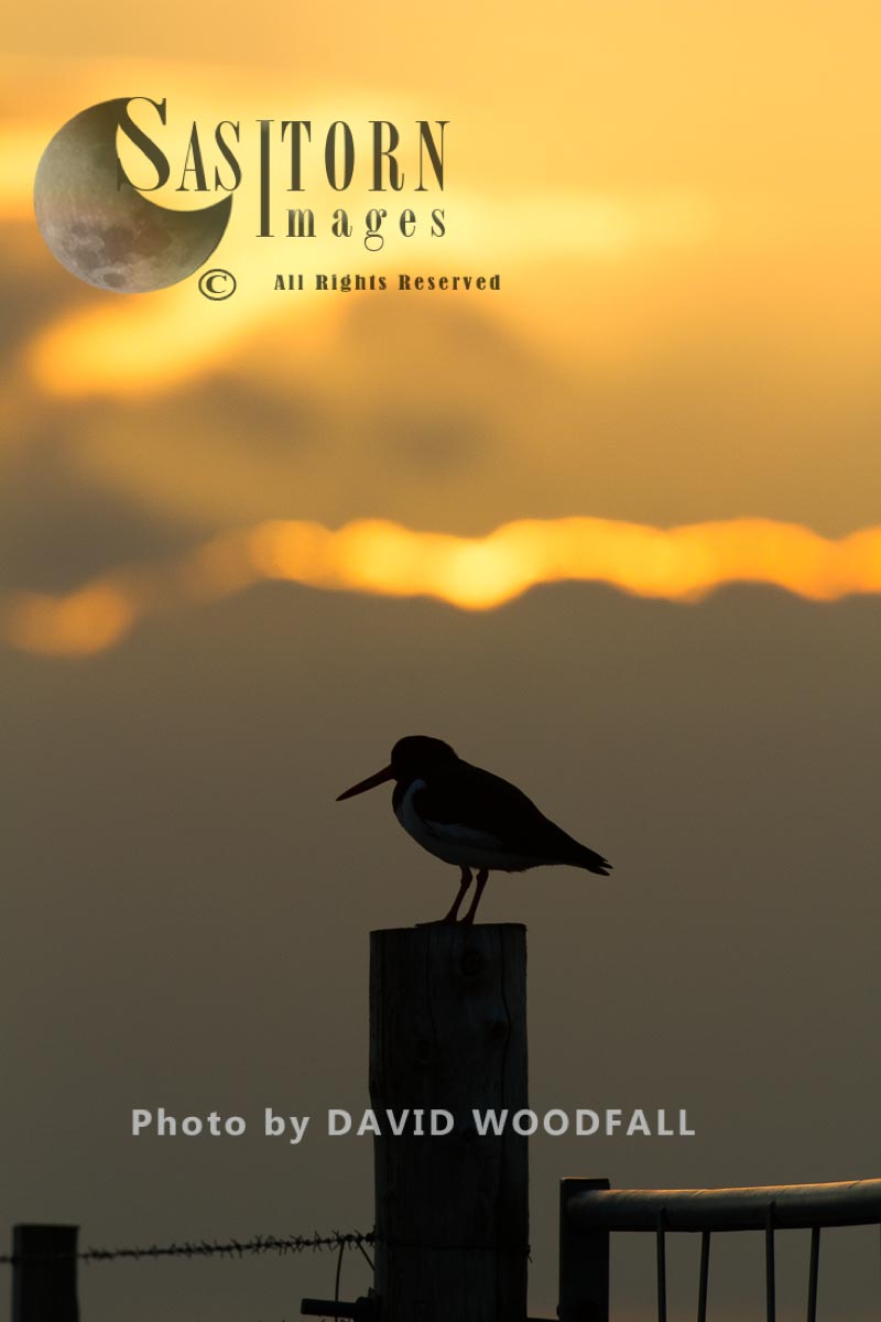 Oystercatcher (Haematopus ostralaegus) at sunset on gate post in Machir. Berneray, North Uist, Outer Hebrides