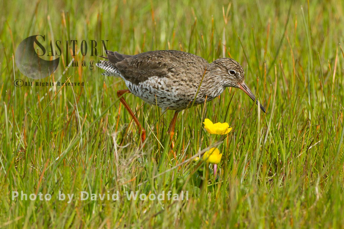 Redshank (Tringa totanus) in machair marsh , threatened wader in croft mananaged traditional farmland, Berneray, North Uist, Outer Hebrides