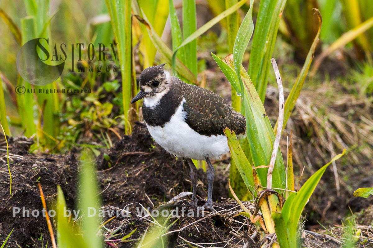 Young Lapwing (Vanellus vanellus)  chick walking through marsh, yellow flag iris in Machair, Berneray, North Uist, Outer Hebrides