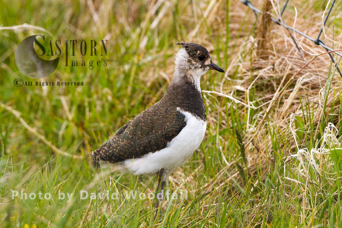 Young Lapwing (Vanellus vanellus)  chick walking through Machair  grassland in Western isles. Berneray, North Uist, Outer Hebrides