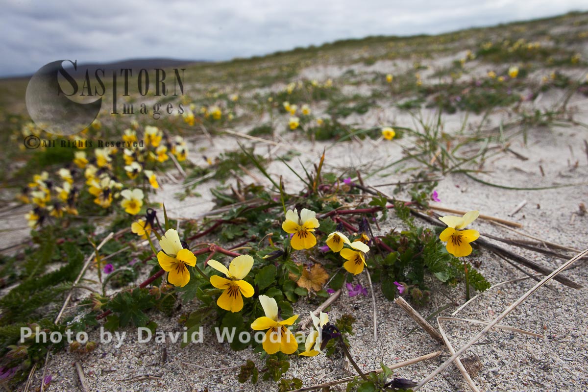 Seaside Pansy (Viola tricolorssb curtisii) growing on cultivated Machair. Berneray, North Uist, Outer Hebrides