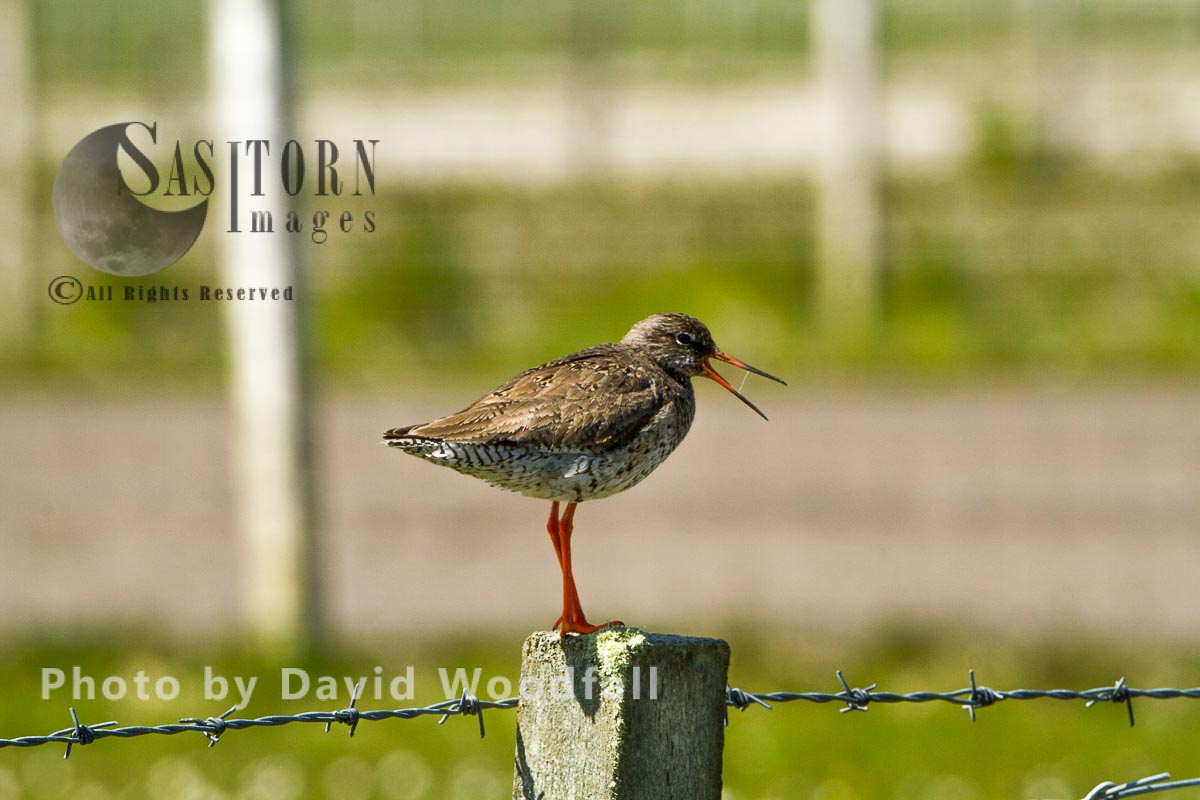 Redshank (Tringa totanus) calling on fence post, Berneray, North Uist, Outer Hebrides,