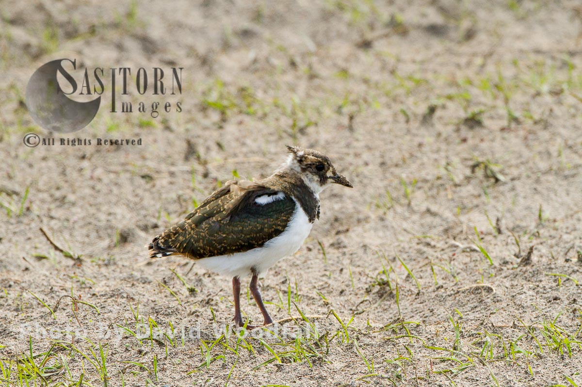 Young lapwing (Vanellus vanellus) in newly sown black oats, part of croft managed machir, threatened species of wader, Berneray, North Uist, Outer Hebrides
