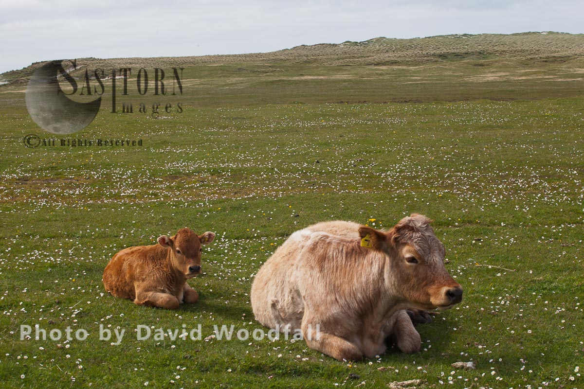 Mixed breed cow with Limosin calf on machair, Berneray, North Uist, Outer Hebrides